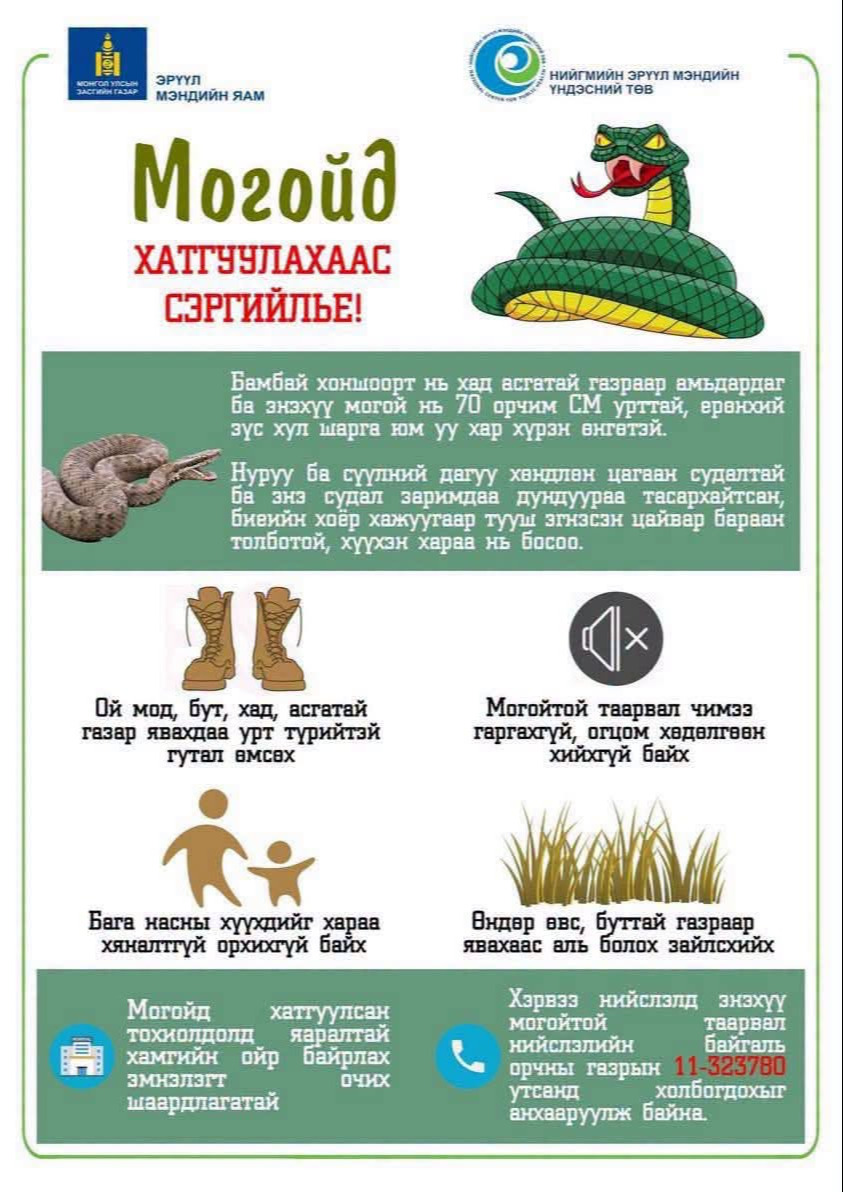  Могойд хатгуулахаас сэргийлье!